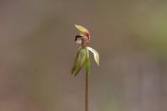 Caladenia atradenia