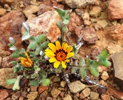 Gazania heterochaeta