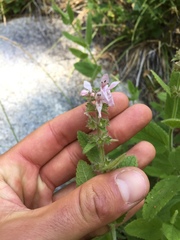 Stachys stebbinsii