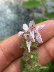 Stachys stebbinsii