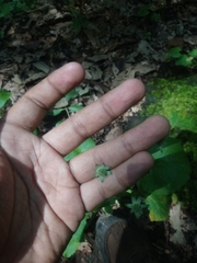 Eryngium ghiesbreghtii