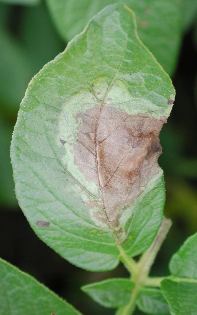 Phytophthora infestans