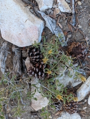 Chrysothamnus viscidiflorus viscidiflorus