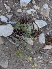 Chrysothamnus viscidiflorus viscidiflorus
