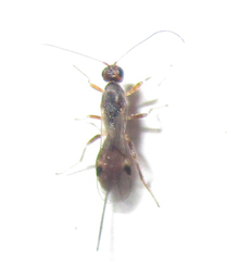 Doryctinae