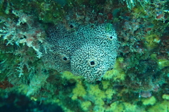 Ircinia retidermata