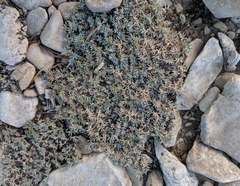 Astragalus kentrophyta tegetarius