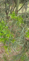 Acacia uncifolia