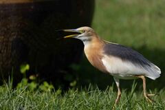 Javan Pond Heron photo 4