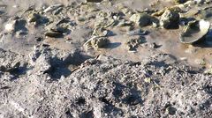 Minuca longisignalis