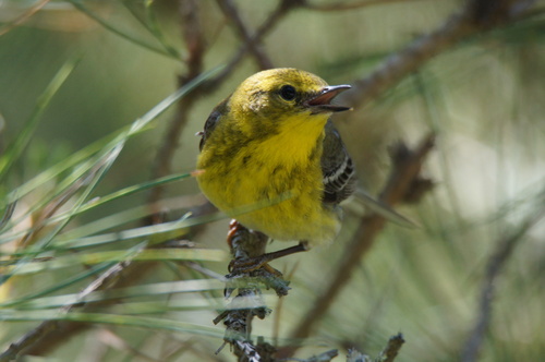 Pine Warbler