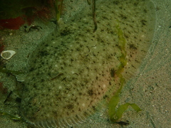 Hemibdella soleae