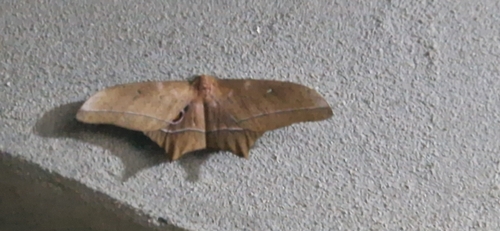 Imbrasia epimethea