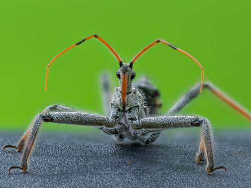 Wheel bug