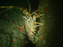 Palinurus elephas