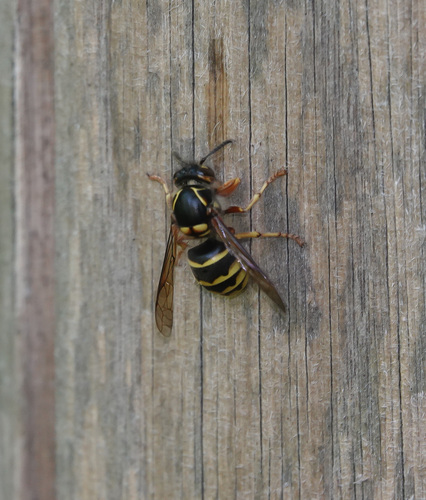 Median Wasp, Rockanje, Nederland, photo 7 of 10