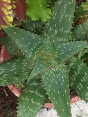 Aloe