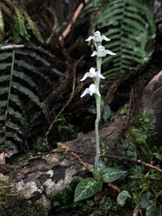 Goodyera schlechtendaliana