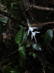 Goodyera schlechtendaliana