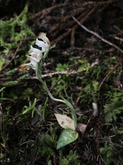Goodyera schlechtendaliana