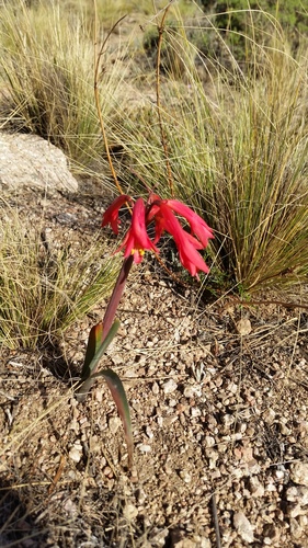 Zephyranthes gracilifolia