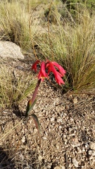Zephyranthes gracilifolia