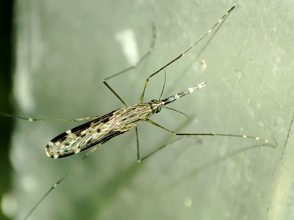 Anopheles hyrcanus