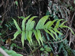 Blechnum triangularifolium
