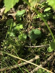 Viola palustris
