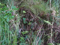Blechnum triangularifolium