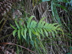 Blechnum triangularifolium