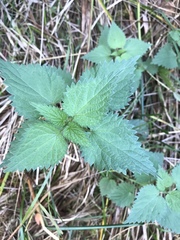Urtica dioica dioica