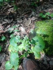 Eryngium ghiesbreghtii