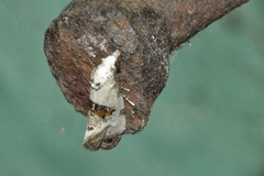 Neocochylis hybridella