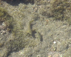 Parablennius parvicornis