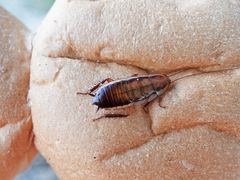 Drymaplaneta heydeniana