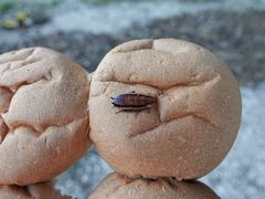 Drymaplaneta heydeniana
