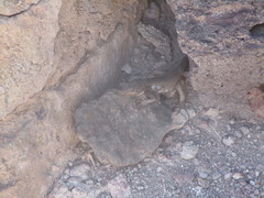 Gallotia galloti galloti