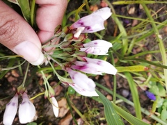 Codonorhiza fastigiata