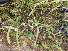 Codonorhiza fastigiata