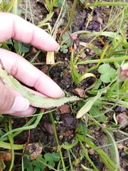 Codonorhiza fastigiata