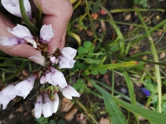 Codonorhiza fastigiata