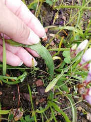 Codonorhiza fastigiata