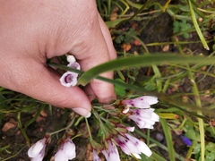 Codonorhiza fastigiata