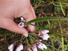 Codonorhiza fastigiata