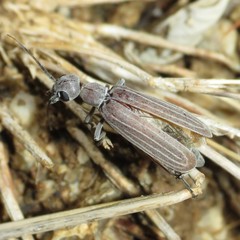 Epicauta tenuilineata