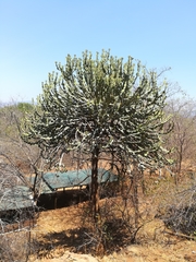 Euphorbia magnicapsula