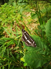 Limenitis helmanni