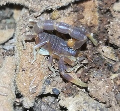 Parabuthus pallidus