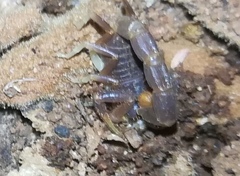Parabuthus pallidus